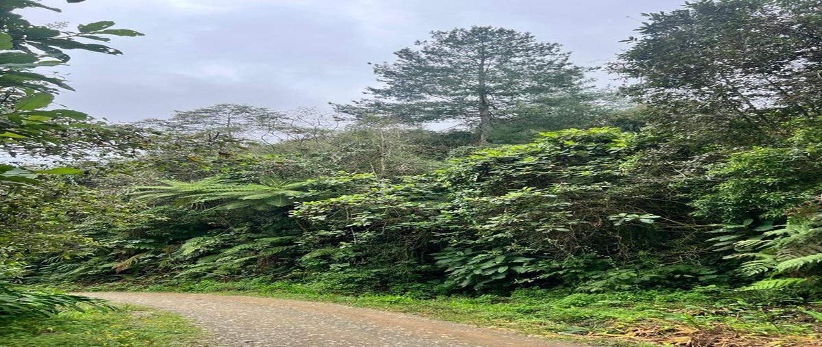 Foto de terreno habitacional en venta en  , tlatlauquitepec, tlatlauquitepec, puebla, 29461061 No. 04