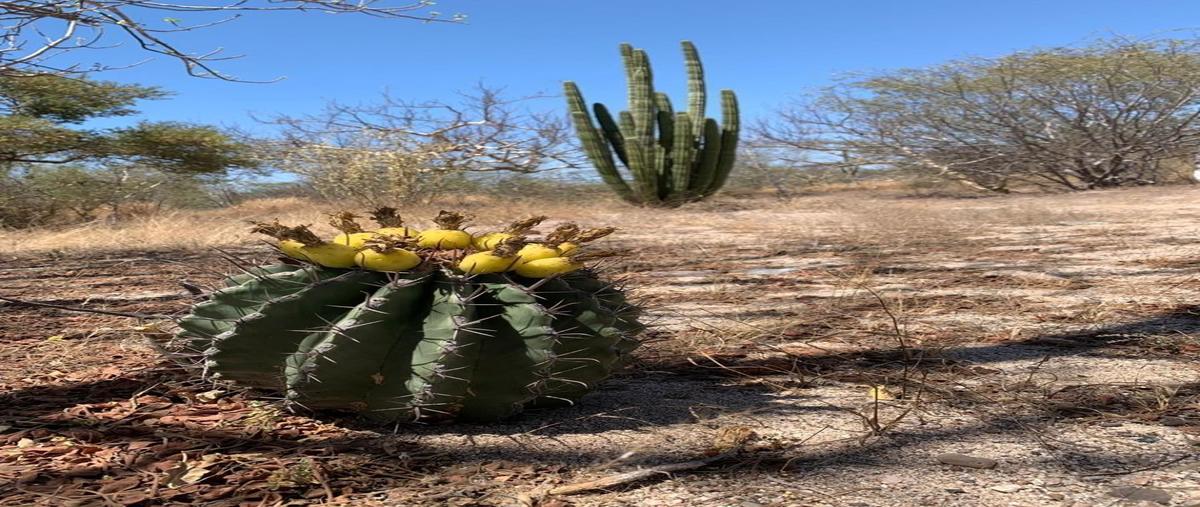 Foto de terreno comercial en venta en transpeninsular la paz-los cabos , calafia, la paz, baja california sur, 17872565 No. 03