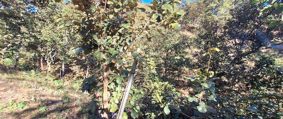 Foto de terreno habitacional en venta en tres puentes , tres puentes, valle de bravo, méxico, 30798806 No. 03