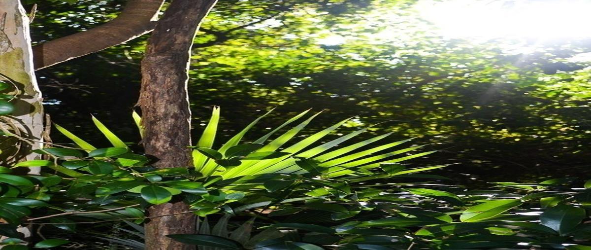 Foto de terreno habitacional en venta en  , tulum centro, tulum, quintana roo, 27318807 No. 03