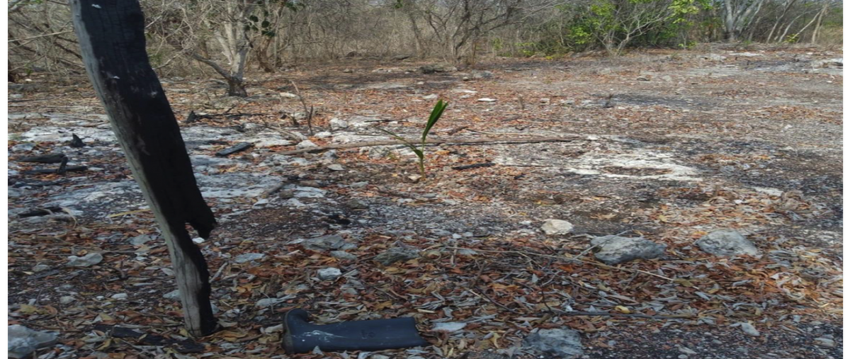 Foto de terreno habitacional en venta en  , tulum centro, tulum, quintana roo, 0 No. 03