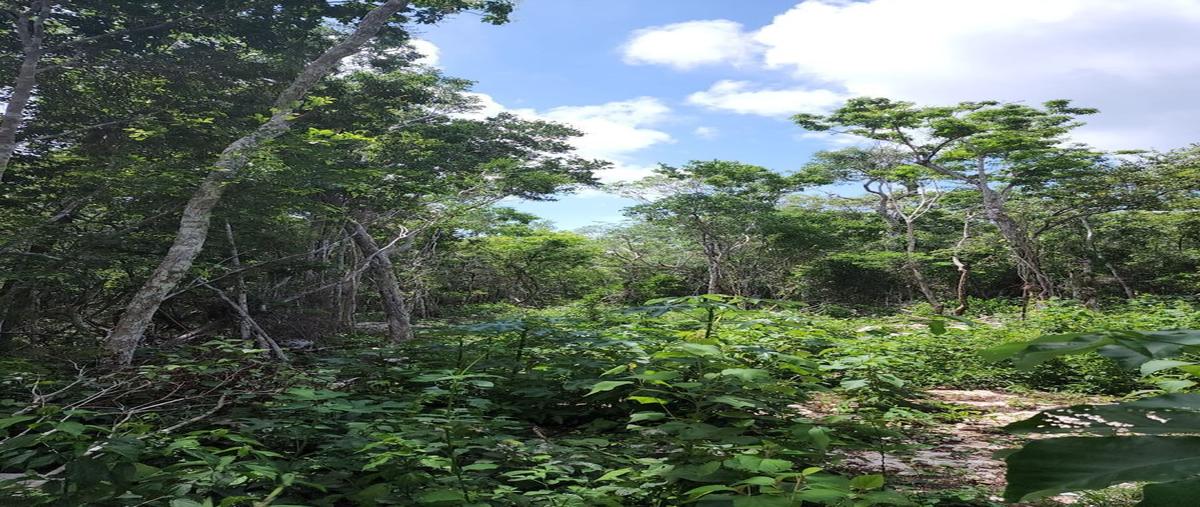 Foto de terreno habitacional en venta en tulum , tulum centro, tulum, quintana roo, 26412251 No. 03