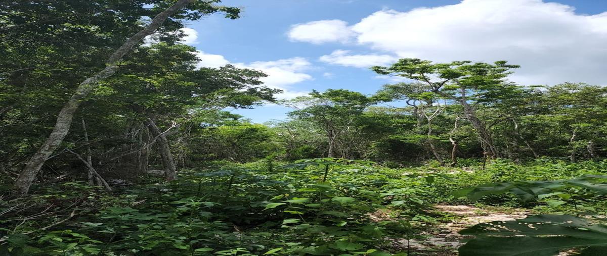 Foto de terreno habitacional en venta en tulum , tulum centro, tulum, quintana roo, 26412251 No. 04