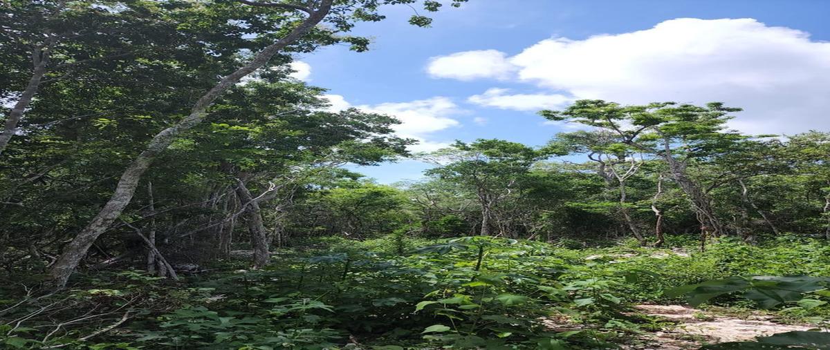 Foto de terreno habitacional en venta en tulum , tulum centro, tulum, quintana roo, 26412251 No. 05