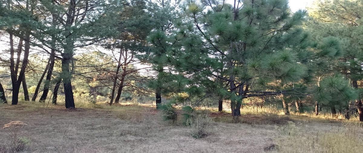 Foto de terreno habitacional en venta en  , tzentzenguaro, pátzcuaro, michoacán de ocampo, 28551374 No. 03
