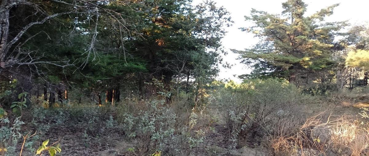 Foto de terreno habitacional en venta en  , tzentzenguaro, pátzcuaro, michoacán de ocampo, 28551374 No. 04