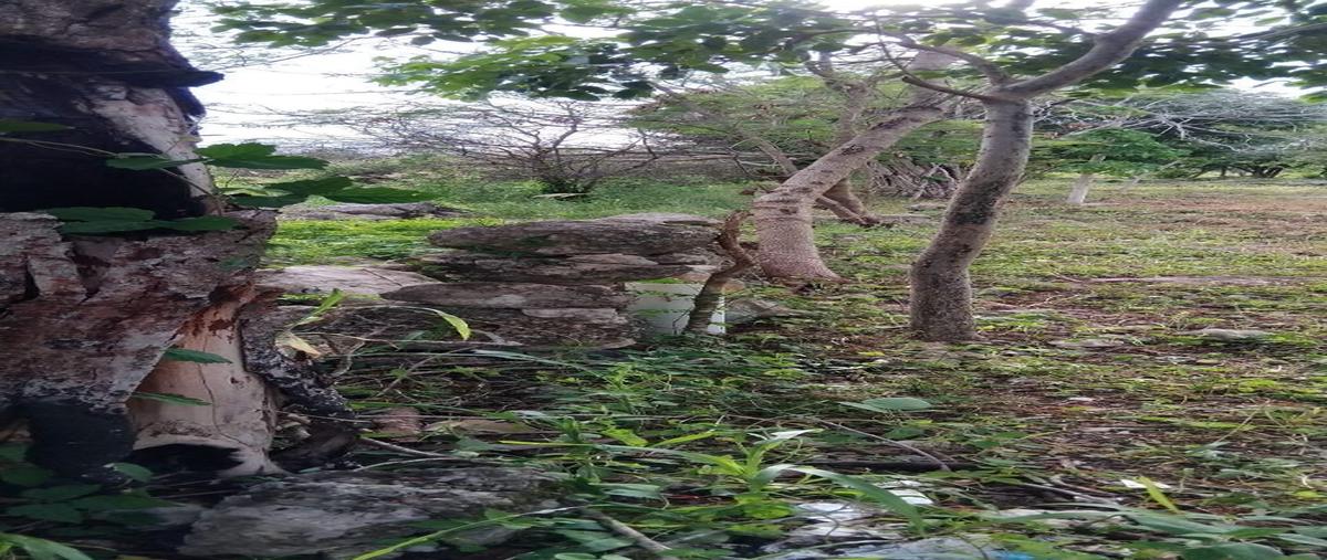 Foto de terreno habitacional en venta en  , ucu, ucú, yucatán, 28432907 No. 04