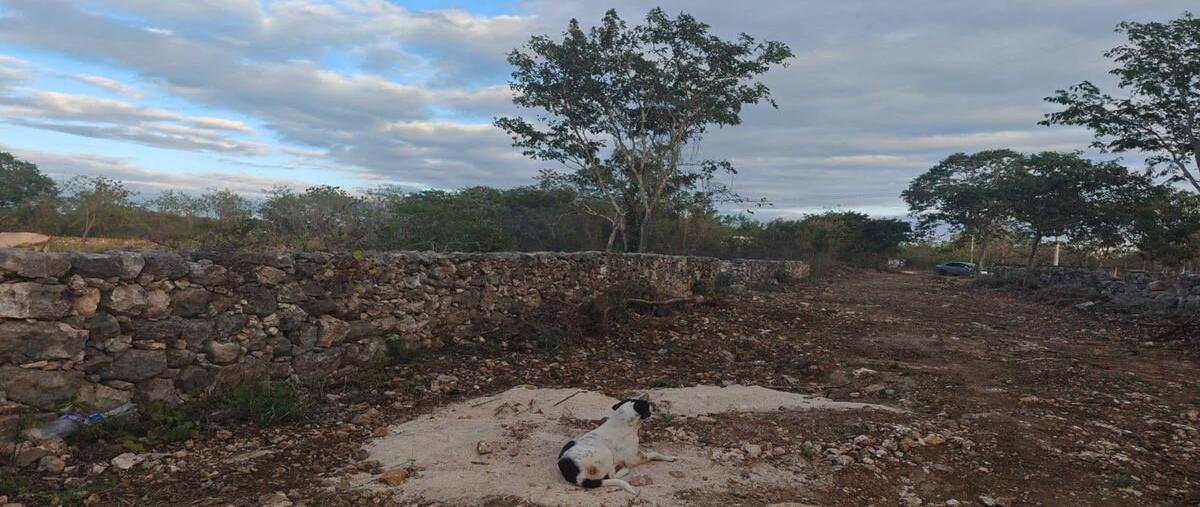 Foto de terreno habitacional en venta en  , ucu, ucú, yucatán, 0 No. 03