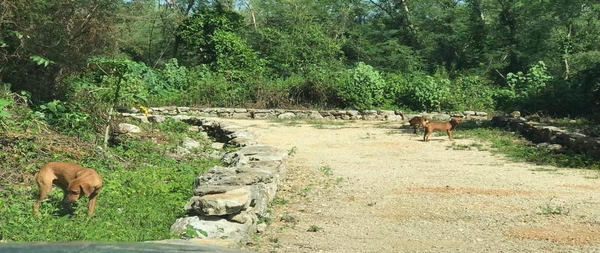 Foto de terreno habitacional en unidad habitacional ricardo flores magon whi300161, unidad habitacional ricardo flores magón, mérida, yucatán, 0 foto 03 Foto de terreno habitacional en venta en unidad habitacional ricardo flores magon whi300161, unidad habitacional ricardo flores magón, mérida, yucatán, 0 No. 03