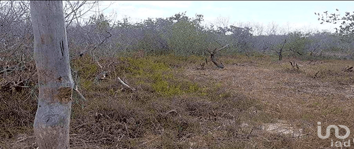 Foto de terreno habitacional en venta en uva de mar 100, isla de holbox, lázaro cárdenas, quintana roo, 28725927 No. 04