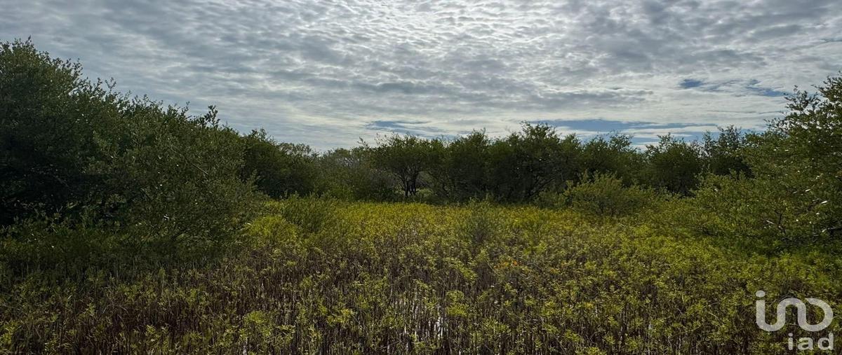 Foto de terreno habitacional en venta en uva de mar 147, isla de holbox, lázaro cárdenas, quintana roo, 31721640 No. 04