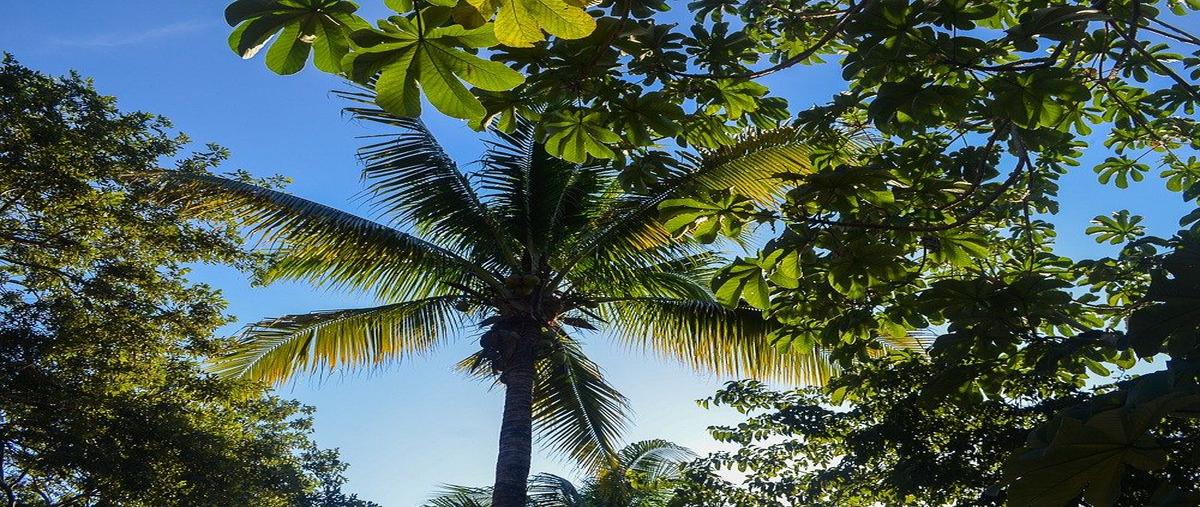 Foto de terreno habitacional en valenia , bali, solidaridad, quintana roo, 0 foto 06 Foto de terreno habitacional en venta en valenia , bali, solidaridad, quintana roo, 0 No. 06