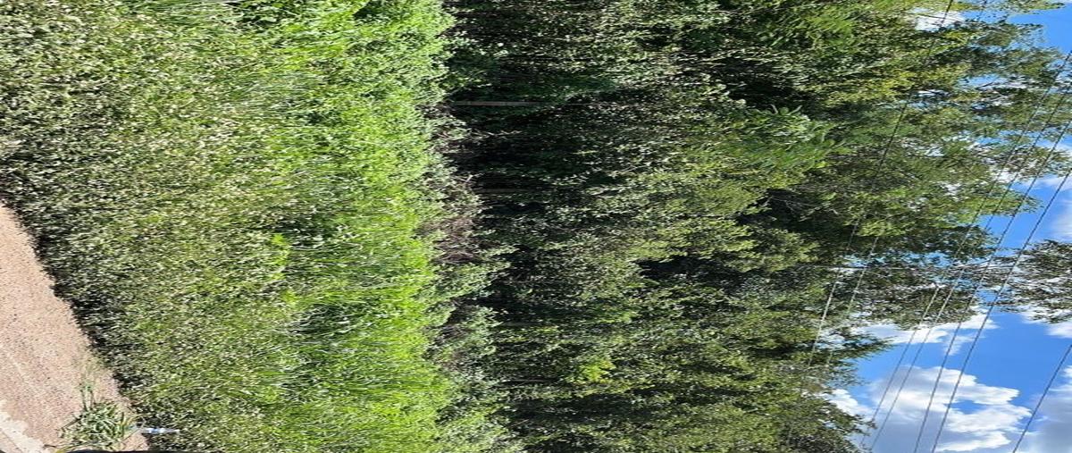 Foto de terreno habitacional en renta en  , valladolid centro, valladolid, yucatán, 25704547 No. 04