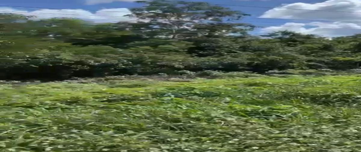 Foto de terreno habitacional en renta en  , valladolid centro, valladolid, yucatán, 25704547 No. 05