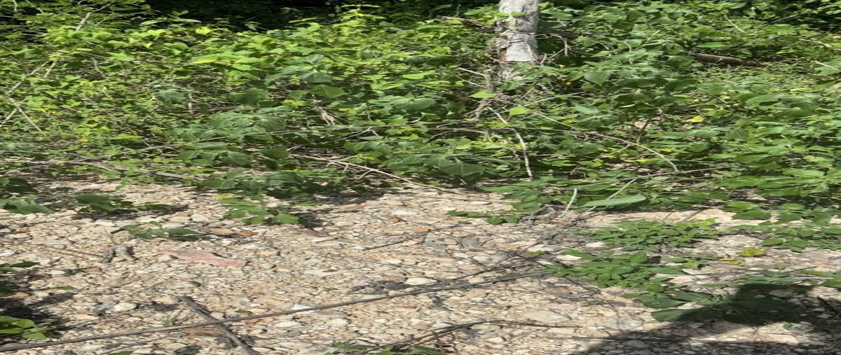 Foto de terreno habitacional en venta en  , valladolid centro, valladolid, yucatán, 30286513 No. 04