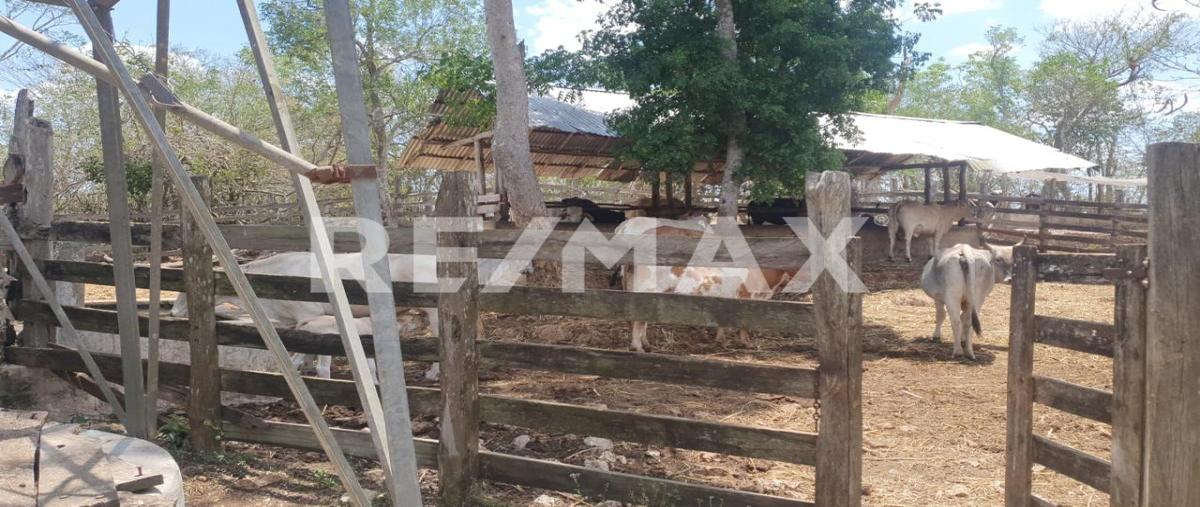 Foto de rancho en venta en valladolid , valladolid centro, valladolid, yucatán, 0 No. 04