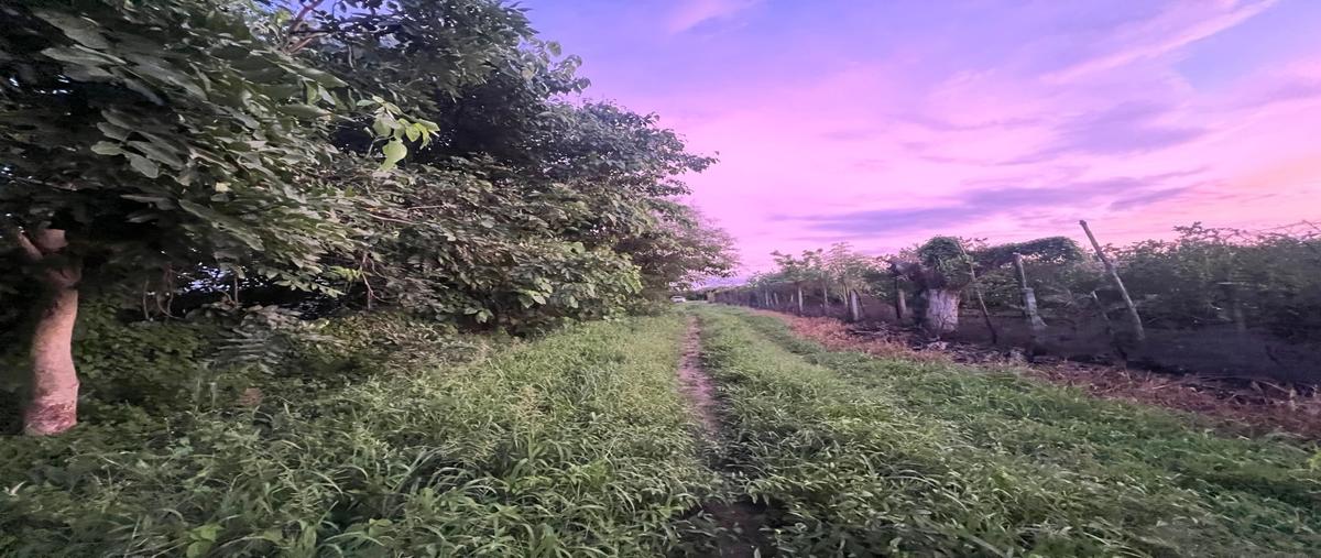 Foto de terreno habitacional en renta en  , valle de banderas, bahía de banderas, nayarit, 0 No. 01