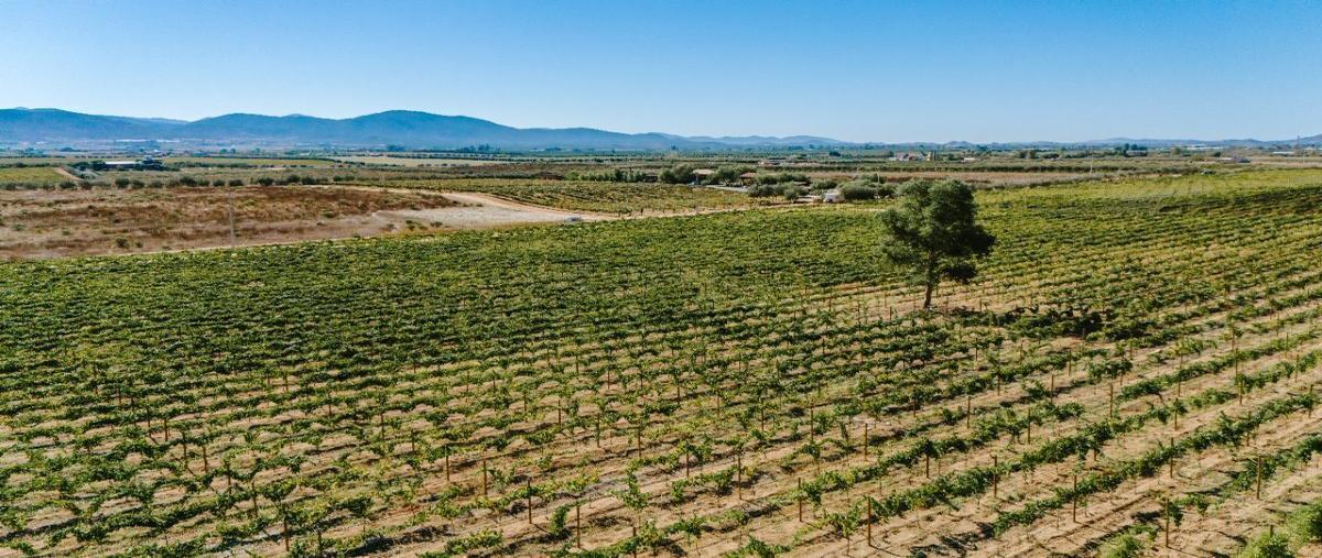 Foto de rancho en venta en valle de guadalupe , el porvenir, ensenada, baja california, 0 No. 03
