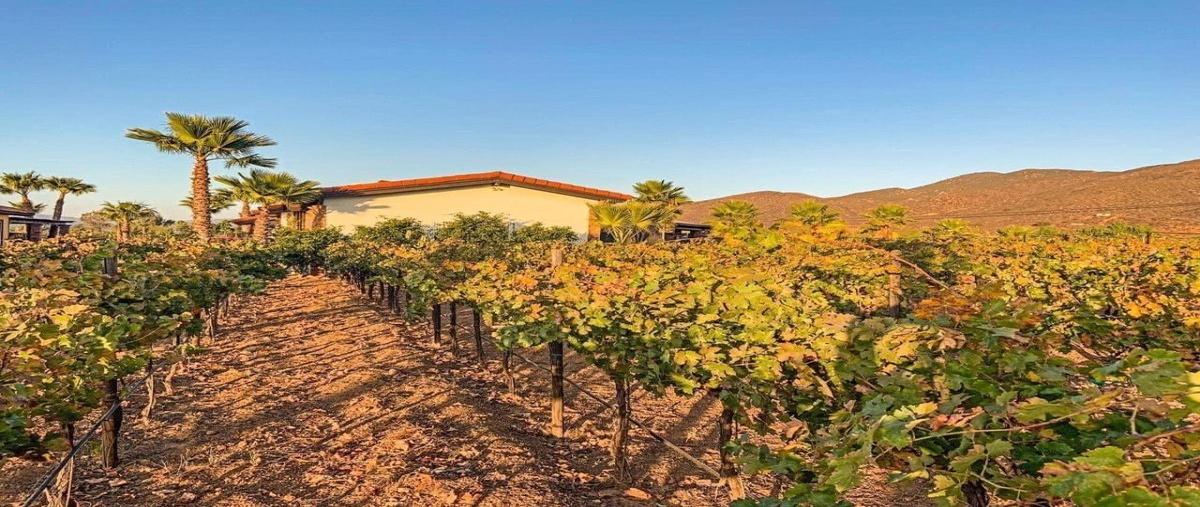 Foto de casa en valle de guadalupe , francisco zarco (valle de guadalupe), ensenada, baja california, 28074129 foto 04 Foto de casa en venta en valle de guadalupe , francisco zarco (valle de guadalupe), ensenada, baja california, 28074129 No. 04