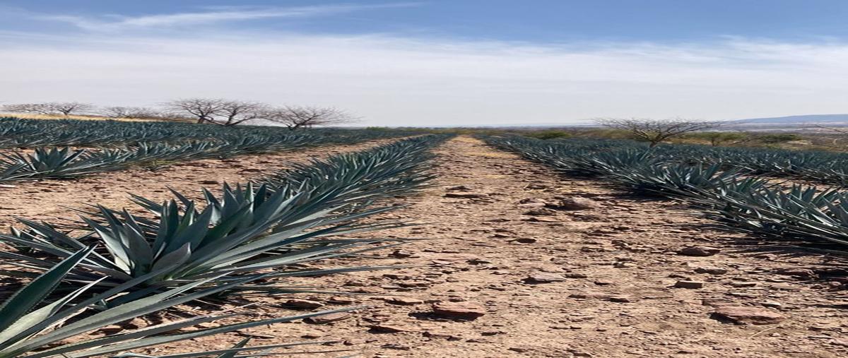 Foto de terreno habitacional en , valle de guadalupe, valle de guadalupe, jalisco, 26176962 foto 01 Foto de terreno habitacional en venta en , valle de guadalupe, valle de guadalupe, jalisco, 26176962 No. 01