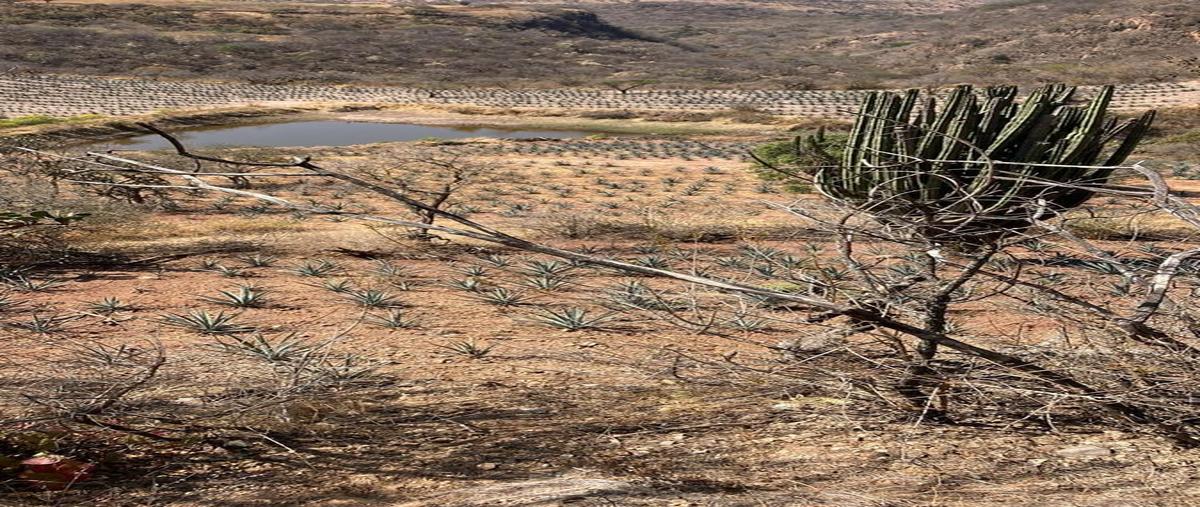 Foto de terreno habitacional en , valle de guadalupe, valle de guadalupe, jalisco, 26176962 foto 05 Foto de terreno habitacional en venta en , valle de guadalupe, valle de guadalupe, jalisco, 26176962 No. 05