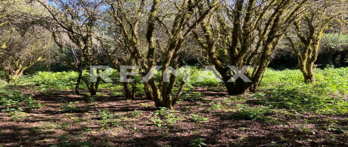Foto de terreno habitacional en venta en valle santana , cuadrilla de dolores, valle de bravo, méxico, 24794540 No. 04