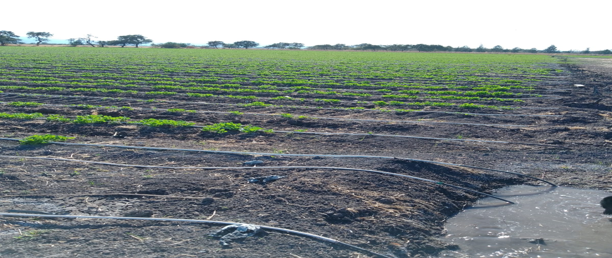 Foto de rancho en venta en venado de san lorenzo , haciendas de romita, romita, guanajuato, 0 No. 05