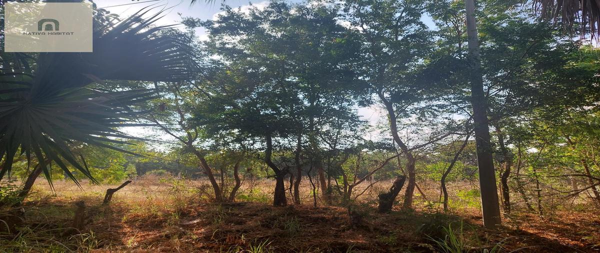 Foto de terreno habitacional en venta en  , ventanilla, santa maría colotepec, oaxaca, 0 No. 05