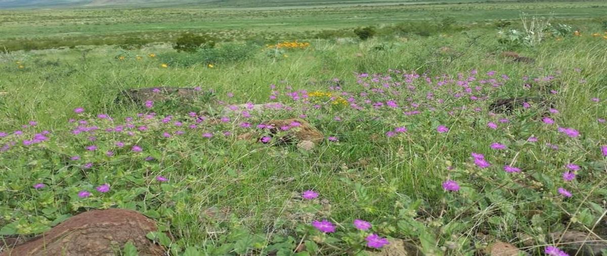 Foto de rancho en venta en  , vicente guerrero centro, guerrero, chihuahua, 0 No. 05