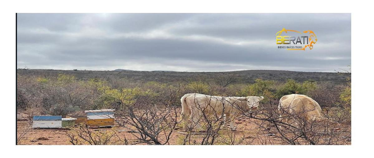 Foto de rancho en venta en  , victor rosales, rosales, chihuahua, 0 No. 03