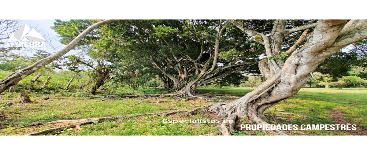 Foto de terreno habitacional en , villa avila camacho (la ceiba), xicotepec, puebla, 0 foto 02 Foto de terreno habitacional en venta en , villa avila camacho (la ceiba), xicotepec, puebla, 0 No. 02