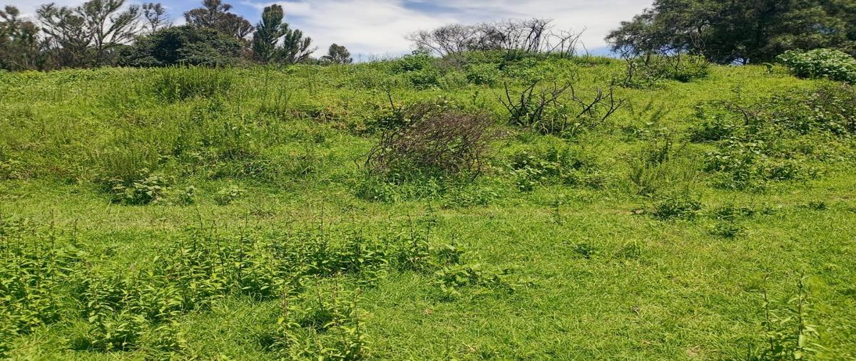 Foto de terreno habitacional en venta en  , villa mariano matamoros, ixtacuixtla de mariano matamoros, tlaxcala, 30288773 No. 04