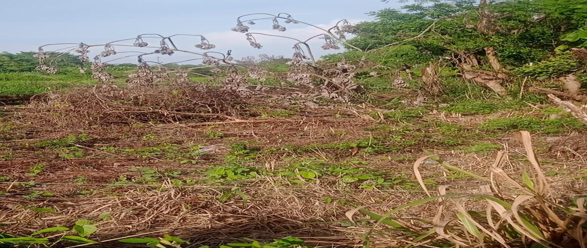 Foto de terreno habitacional en venta en villa parrilla , parrilla, centro, tabasco, 28535768 No. 03