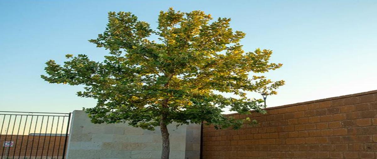 Foto de terreno habitacional en venta en villa romeros (el cardenchal) , el cardenchal, torreón, coahuila de zaragoza, 29241085 No. 05