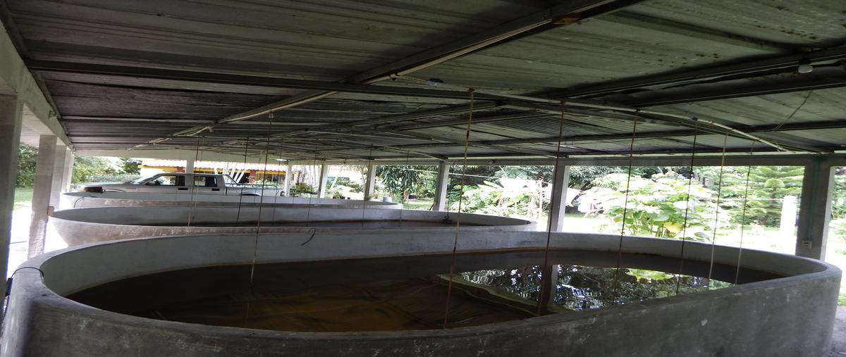 Foto de rancho en venta en villahermosa -macuspana , tequila 2da. sección, jalapa, tabasco, 5996729 No. 03
