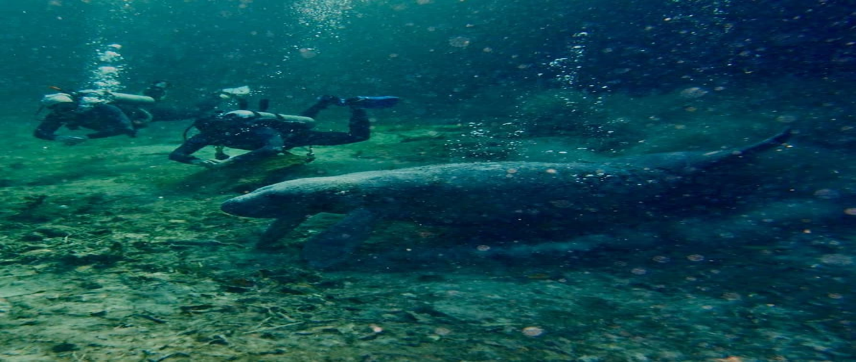 Foto de terreno habitacional en , villas tulum, tulum, quintana roo, 28665008 foto 02 Foto de terreno habitacional en venta en , villas tulum, tulum, quintana roo, 28665008 No. 02