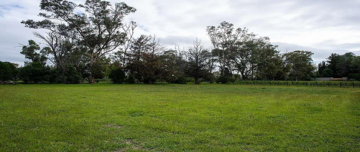 Foto de terreno habitacional en venta en viñedo san lucas , don chepe, san miguel de allende, guanajuato, 27688135 No. 05