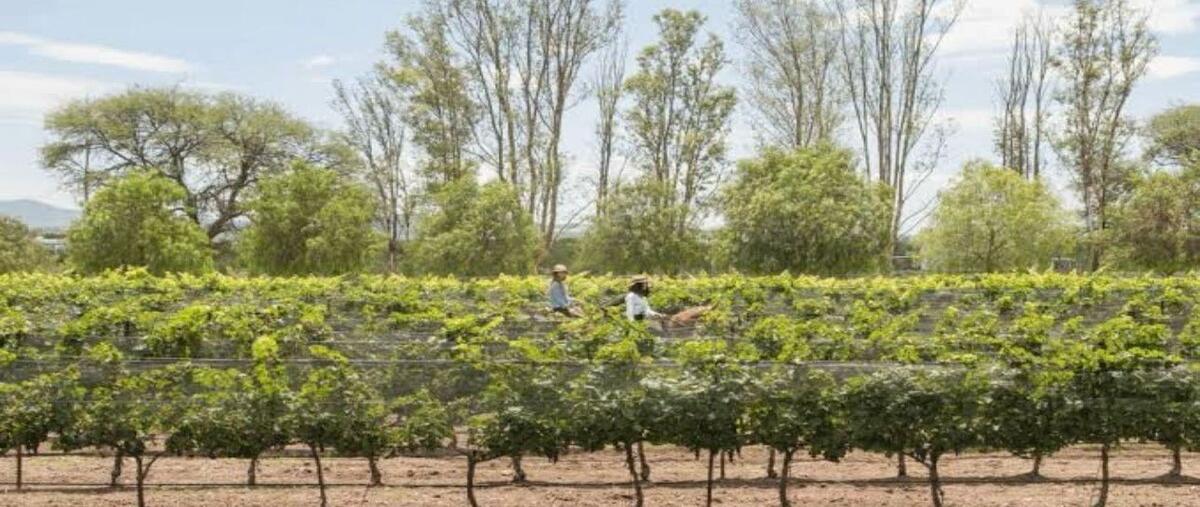 Foto de terreno habitacional en venta en viñedos del polo , terra bussines park, el marqués, querétaro, 29709704 No. 05