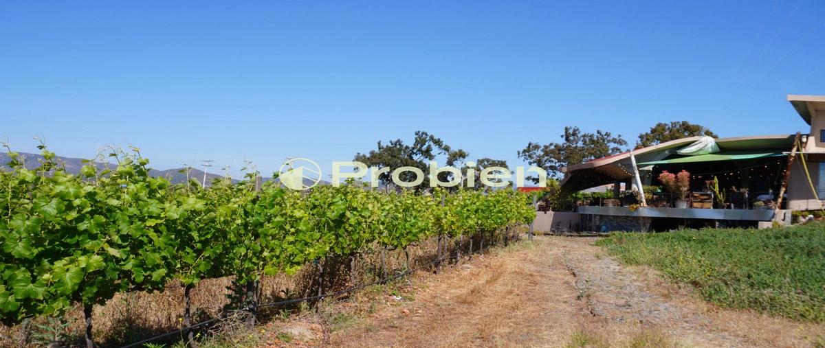 Foto de terreno habitacional en venta en vinicola alximia , francisco zarco (valle de guadalupe), ensenada, baja california, 28409930 No. 01