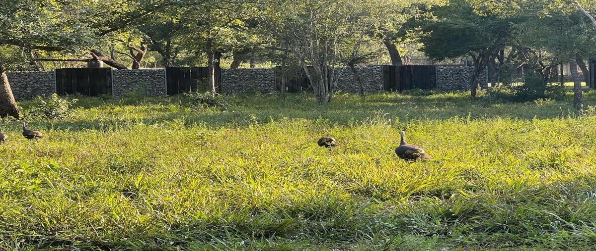 Foto de terreno habitacional en venta en vistaencionos , las palmas, montemorelos, nuevo león, 29432856 No. 04