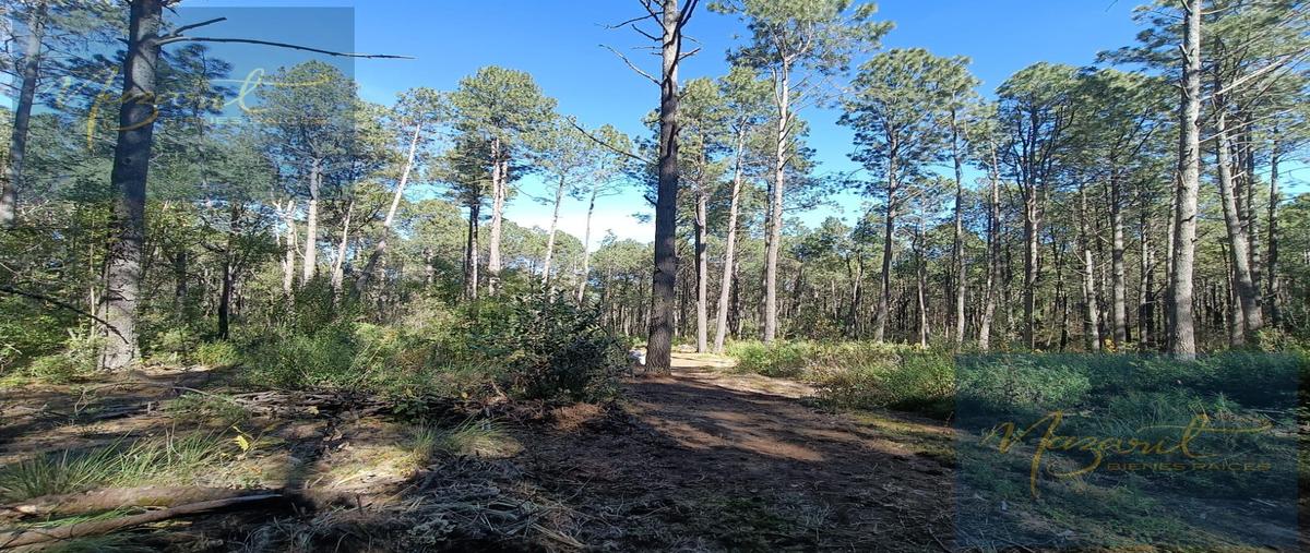 Foto de terreno habitacional en venta en  , vivero malintzi, san francisco tetlanohcan, tlaxcala, 0 No. 04