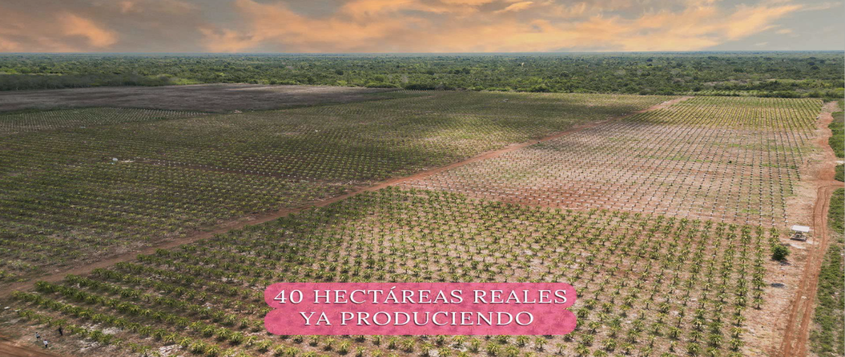 Foto de terreno habitacional en venta en x , yotholin, ticul, yucatán, 27240674 No. 03