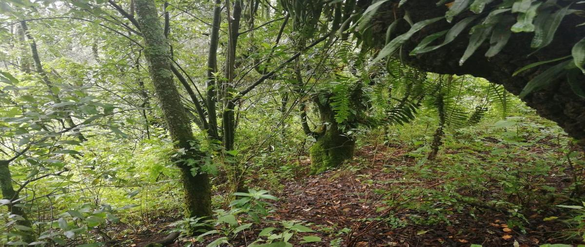 Foto de terreno habitacional en venta en  , xalatlaco, xalatlaco, méxico, 28252754 No. 04