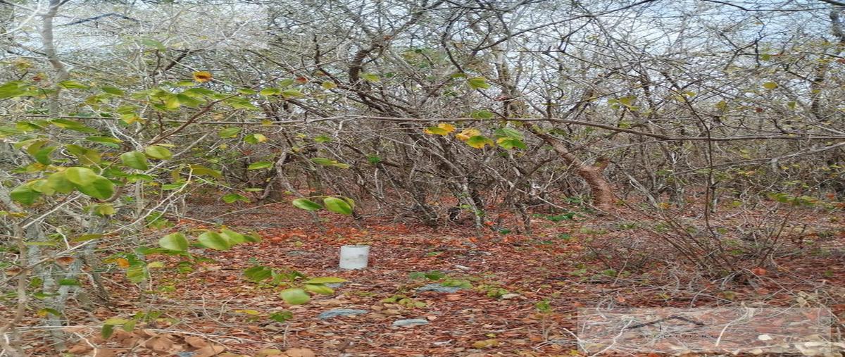 Foto de terreno habitacional en , xcunyá, mérida, yucatán, 27854140 foto 03 Foto de terreno habitacional en venta en , xcunyá, mérida, yucatán, 27854140 No. 03