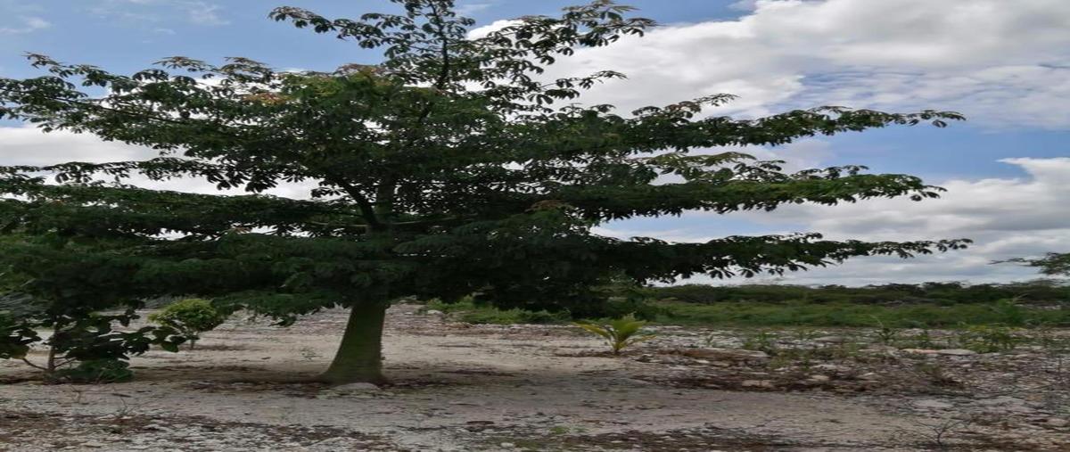 Foto de rancho en venta en  , xcunyá, mérida, yucatán, 27892494 No. 04