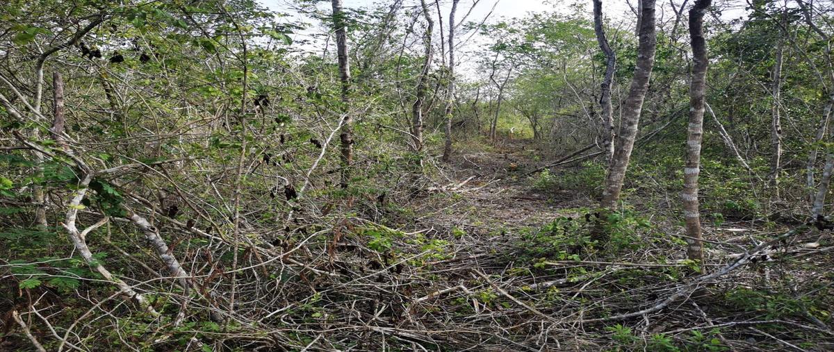 Foto de terreno habitacional en venta en xcunya whi313201, xcunyá, mérida, yucatán, 0 No. 03