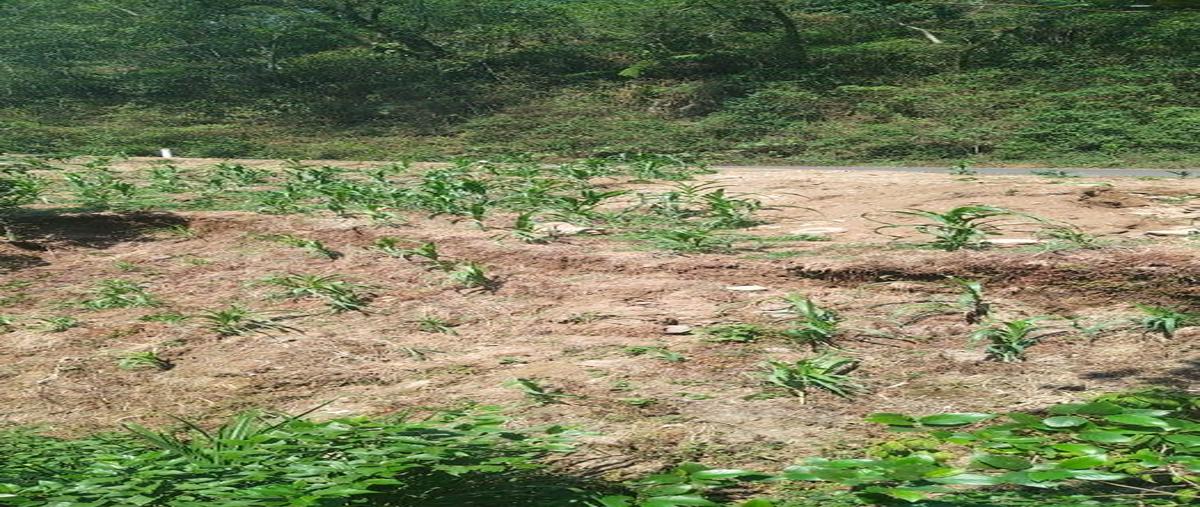 Foto de terreno habitacional en , xico, xico, veracruz de ignacio de la llave, 0 foto 03 Foto de terreno habitacional en venta en , xico, xico, veracruz de ignacio de la llave, 0 No. 03