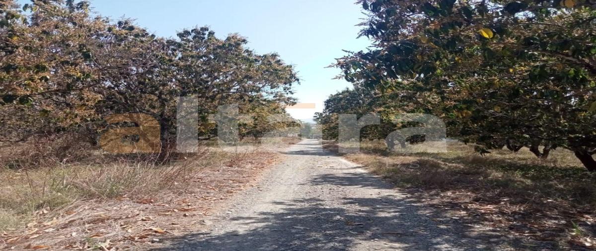Foto de terreno habitacional en venta en  , xicotencatl, xicoténcatl, tamaulipas, 0 No. 04