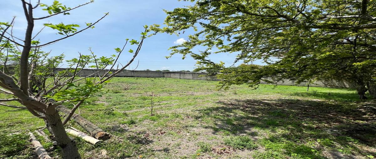 Foto de terreno habitacional en venta en xoxocotla , xoxocotla, puente de ixtla, morelos, 29975091 No. 04