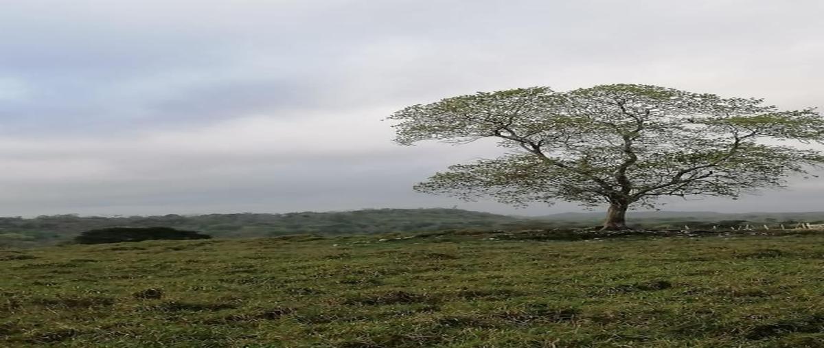 Foto de rancho en venta en  , xpujil, calakmul, campeche, 15740993 No. 03